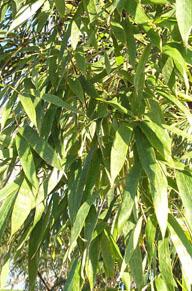 Black Bamboo