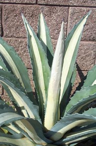 Century Plant