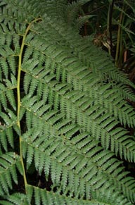 Dicksonia