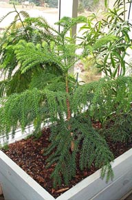 Norfolk Island Pine